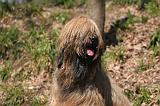 BRIARD 026